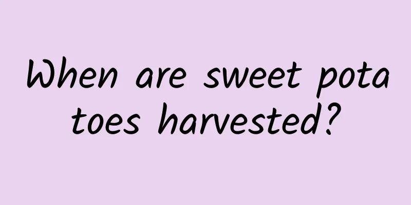 When are sweet potatoes harvested?