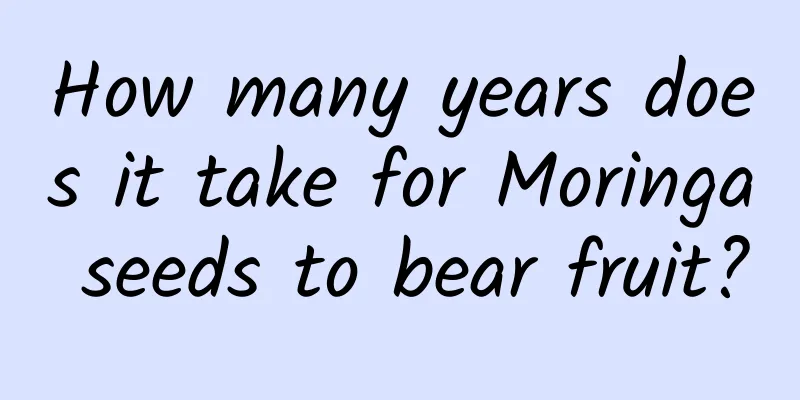 How many years does it take for Moringa seeds to bear fruit?