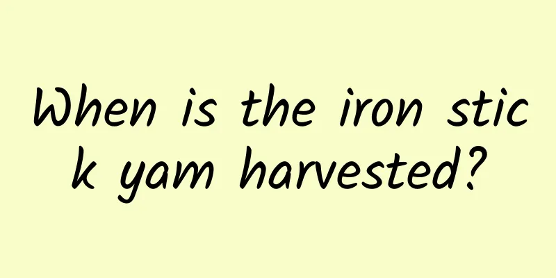 When is the iron stick yam harvested?