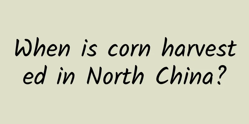 When is corn harvested in North China?