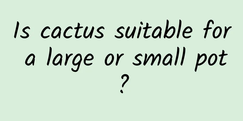 Is cactus suitable for a large or small pot?