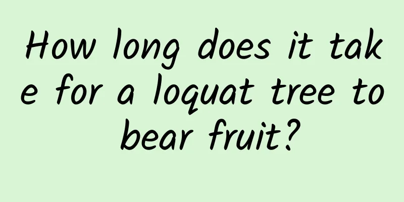 How long does it take for a loquat tree to bear fruit?