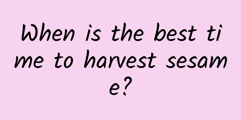 When is the best time to harvest sesame?