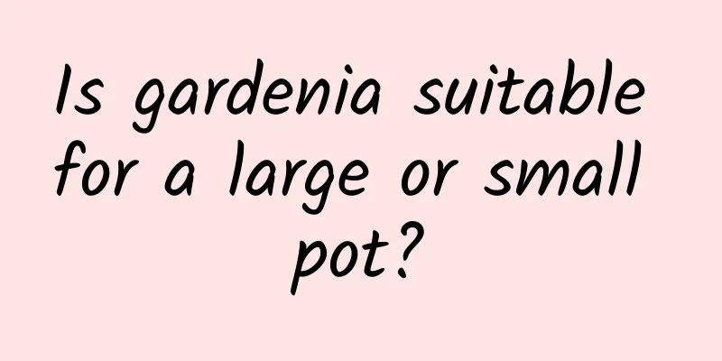Is gardenia suitable for a large or small pot?