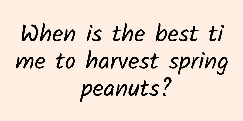 When is the best time to harvest spring peanuts?