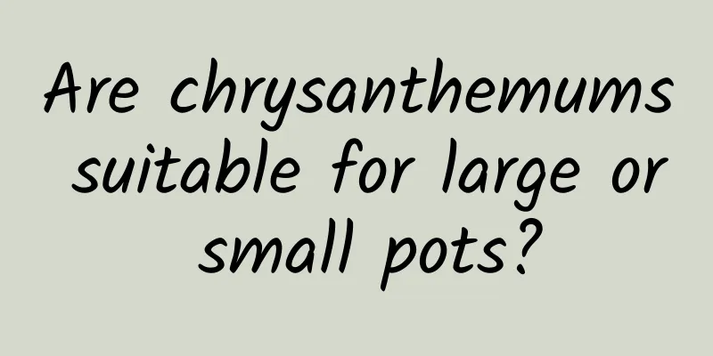 Are chrysanthemums suitable for large or small pots?