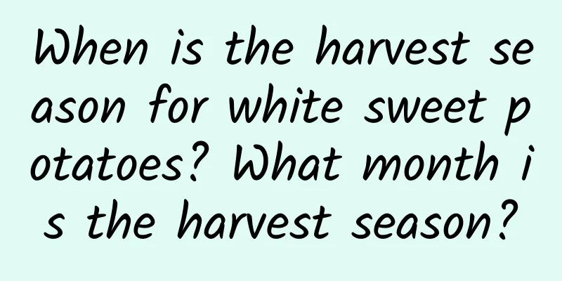 When is the harvest season for white sweet potatoes? What month is the harvest season?