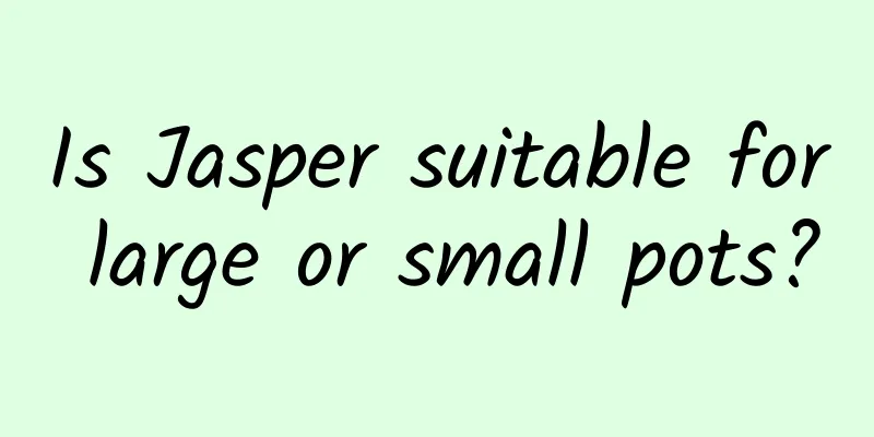 Is Jasper suitable for large or small pots?