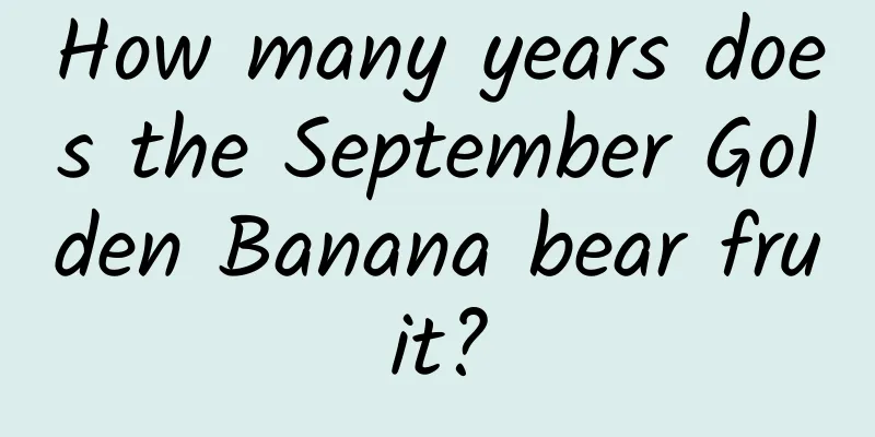 How many years does the September Golden Banana bear fruit?