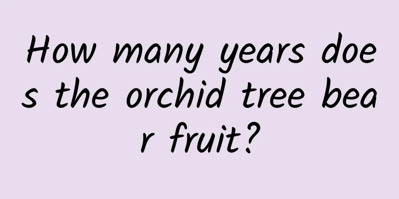 How many years does the orchid tree bear fruit?