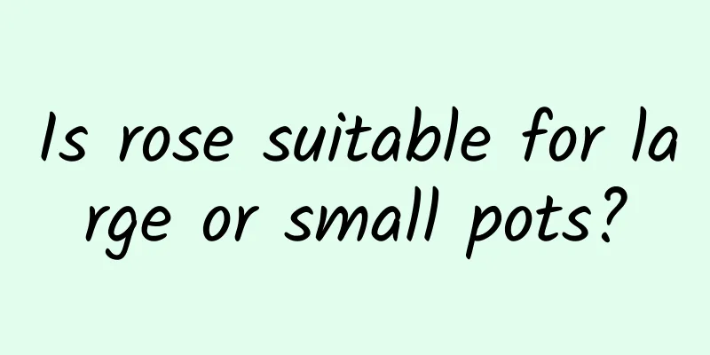 Is rose suitable for large or small pots?