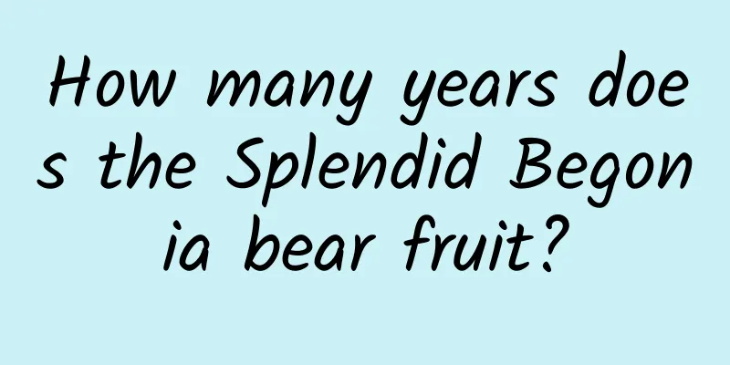 How many years does the Splendid Begonia bear fruit?
