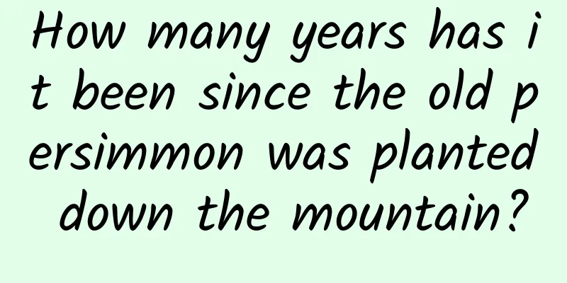 How many years has it been since the old persimmon was planted down the mountain?