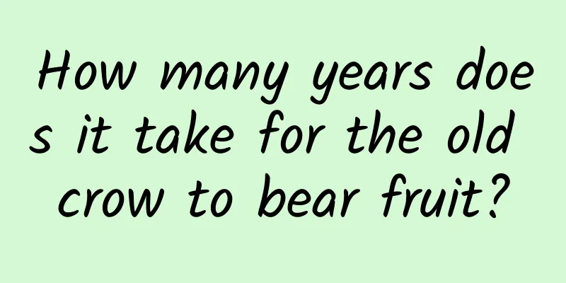 How many years does it take for the old crow to bear fruit?