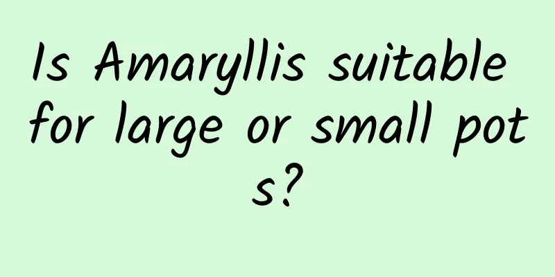 Is Amaryllis suitable for large or small pots?