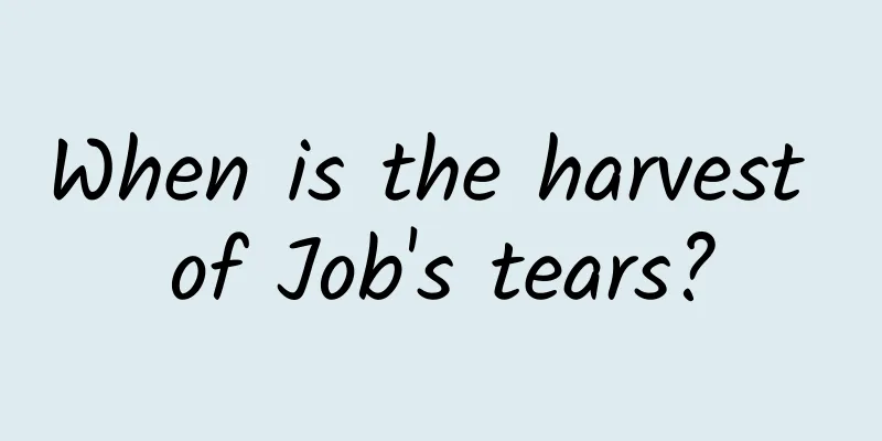 When is the harvest of Job's tears?