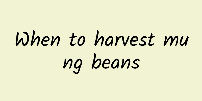 When to harvest mung beans