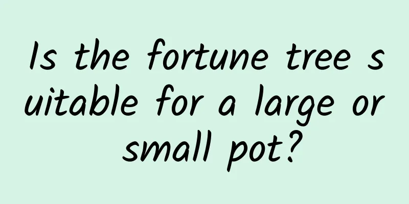 Is the fortune tree suitable for a large or small pot?