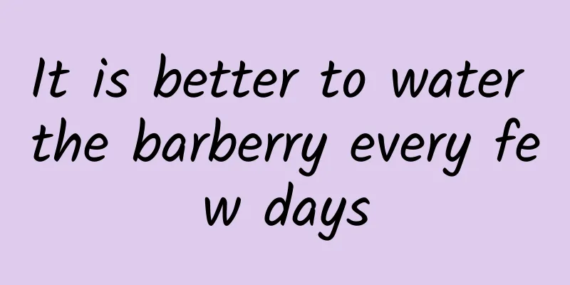 It is better to water the barberry every few days