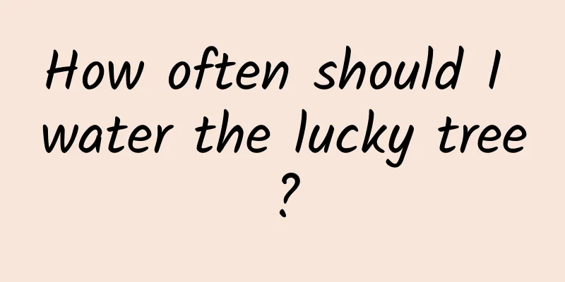 How often should I water the lucky tree?