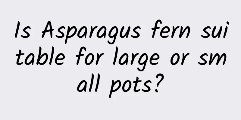 Is Asparagus fern suitable for large or small pots?