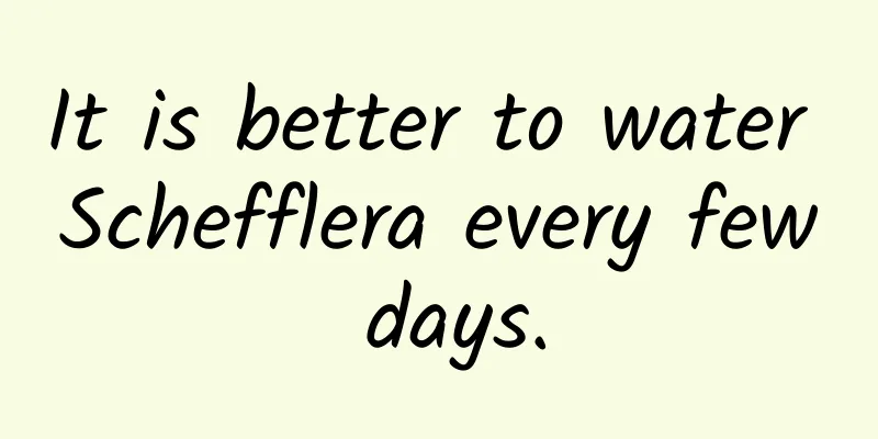 It is better to water Schefflera every few days.