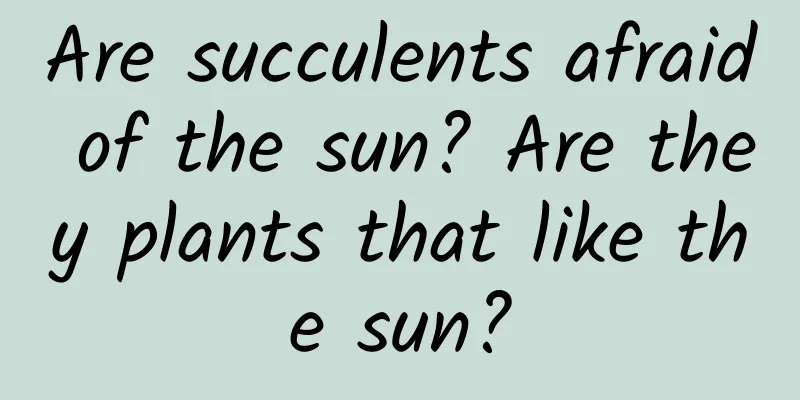 Are succulents afraid of the sun? Are they plants that like the sun?