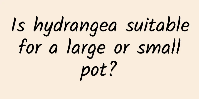 Is hydrangea suitable for a large or small pot?