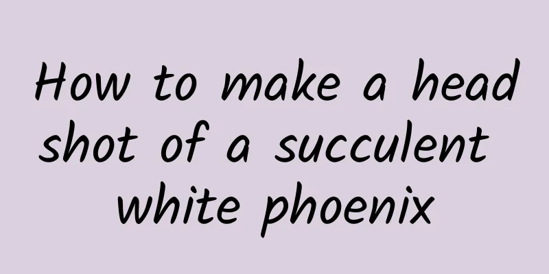 How to make a headshot of a succulent white phoenix