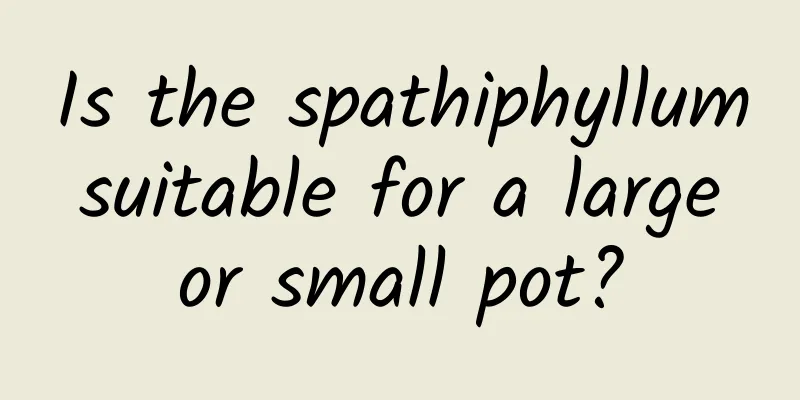Is the spathiphyllum suitable for a large or small pot?