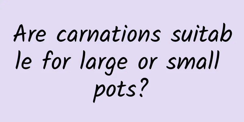 Are carnations suitable for large or small pots?