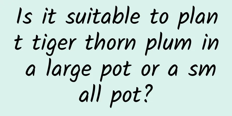 Is it suitable to plant tiger thorn plum in a large pot or a small pot?