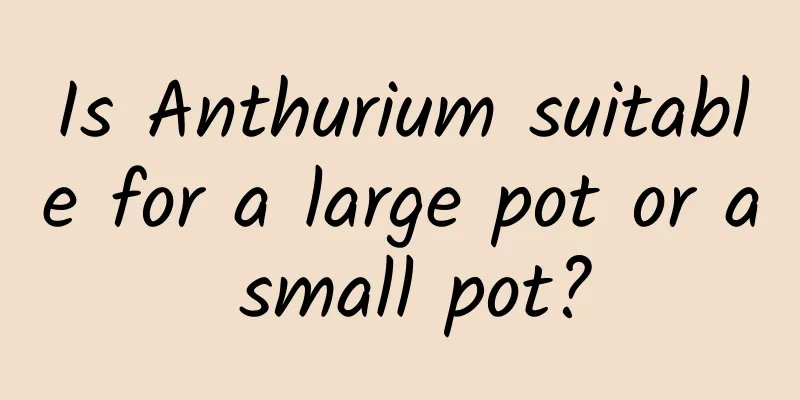 Is Anthurium suitable for a large pot or a small pot?