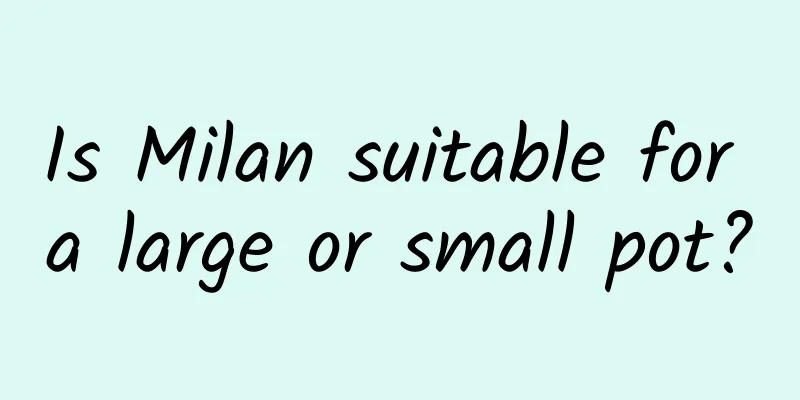Is Milan suitable for a large or small pot?