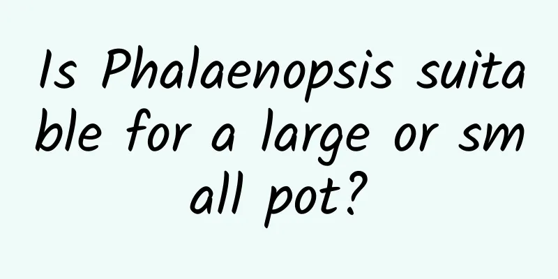 Is Phalaenopsis suitable for a large or small pot?