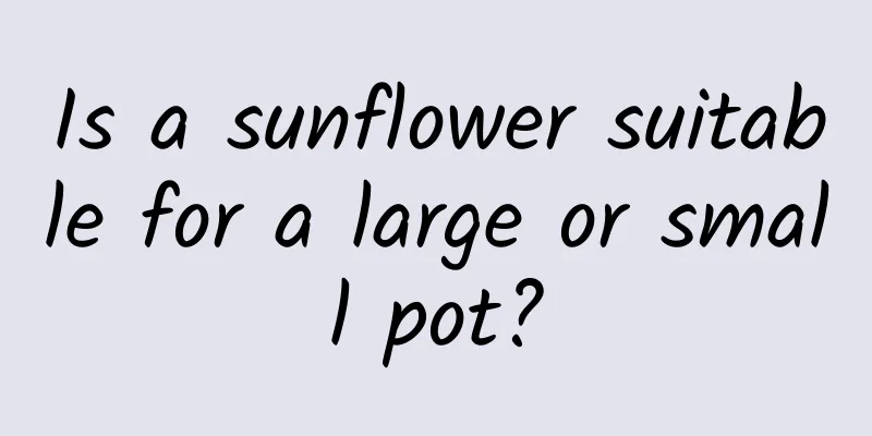 Is a sunflower suitable for a large or small pot?