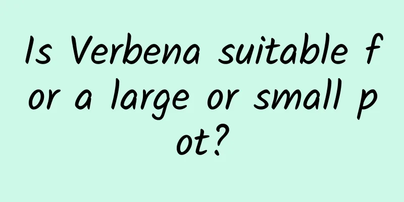 Is Verbena suitable for a large or small pot?