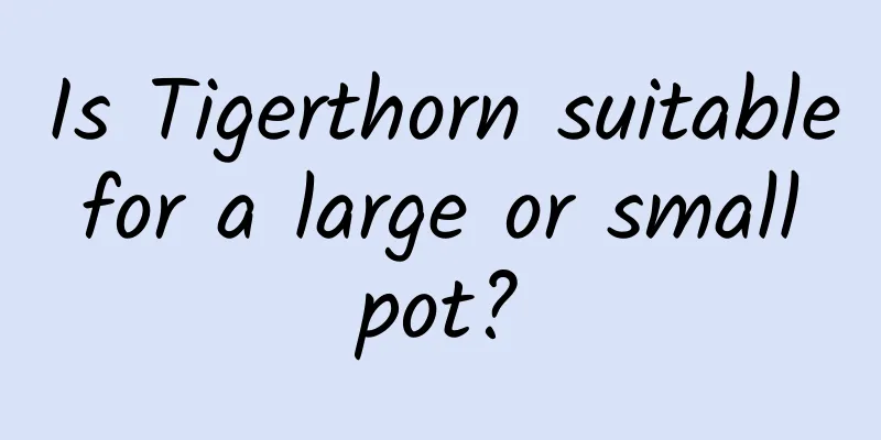 Is Tigerthorn suitable for a large or small pot?