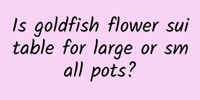 Is goldfish flower suitable for large or small pots?