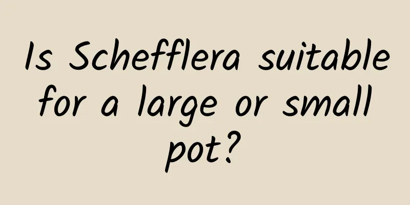 Is Schefflera suitable for a large or small pot?