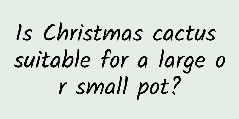 Is Christmas cactus suitable for a large or small pot?