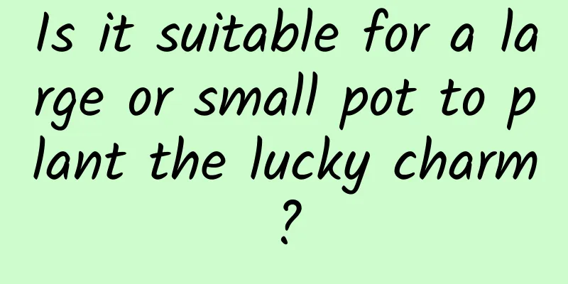 Is it suitable for a large or small pot to plant the lucky charm?