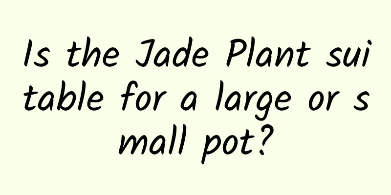 Is the Jade Plant suitable for a large or small pot?