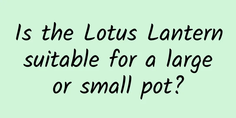 Is the Lotus Lantern suitable for a large or small pot?
