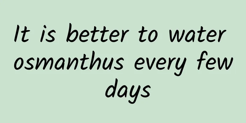 It is better to water osmanthus every few days