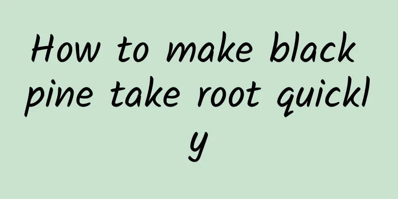 How to make black pine take root quickly