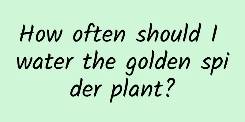 How often should I water the golden spider plant?