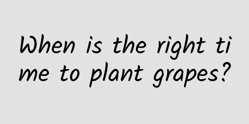 When is the right time to plant grapes?