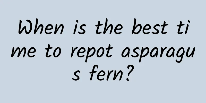 When is the best time to repot asparagus fern?