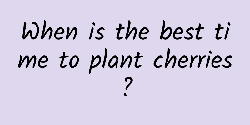 When is the best time to plant cherries?